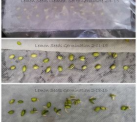lemon plant propagation experiment, gardening, homesteading