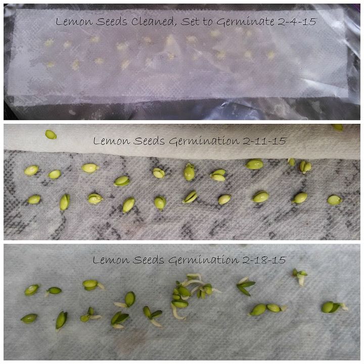 experincia de propagao de plantas de limo