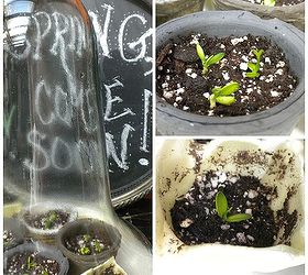 lemon plant propagation experiment, gardening, homesteading