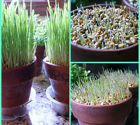 spring redefined ornamental wheat grass 101, container gardening, gardening, home decor, terrarium