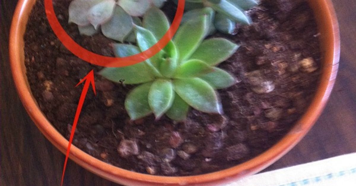 why is my succulent drooping