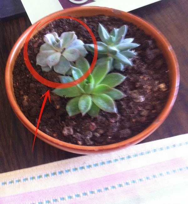 q why is my succulent drooping, gardening, succulents, This is my mini succulent garden but something s not right