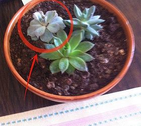 why is my succulent drooping, This is my mini succulent garden but something s not right