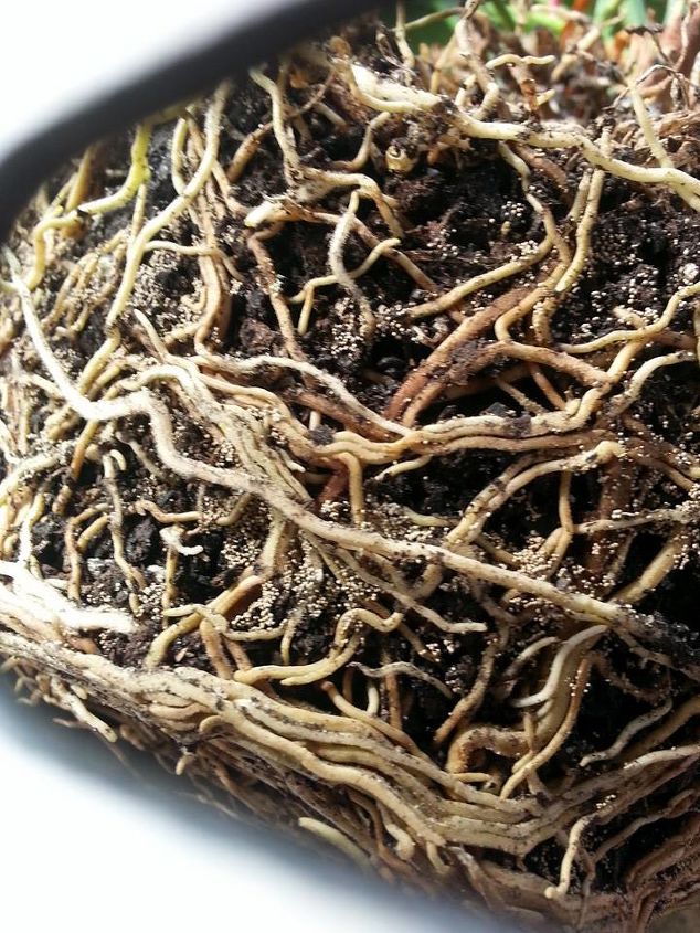 can anyone tell me what is in the dirt and on the roots of my plant