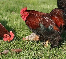 5 Chicken Breeds For The New Chicken Owner | Hometalk