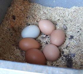 5 chicken breeds for the new chicken owner, homesteading