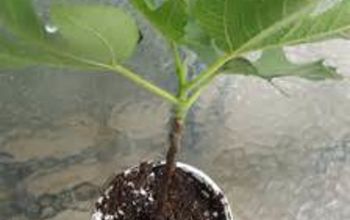 How to Start a Fig Tree From a Cutting