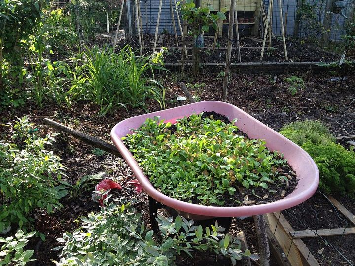 salad garden in old wheelbarrow, container gardening, gardening, homesteading, repurposing upcycling