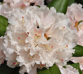 how to grow azaleas and rhododendrons, flowers, gardening, how to