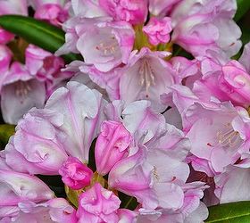 how to grow azaleas and rhododendrons, flowers, gardening, how to