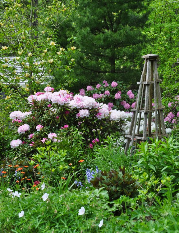 how to grow azaleas and rhododendrons, flowers, gardening, how to, The Garden of Duff Donna Evers