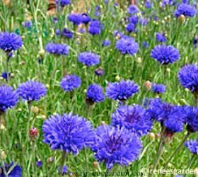 19 edible flowers that are easy to grow, flowers, gardening