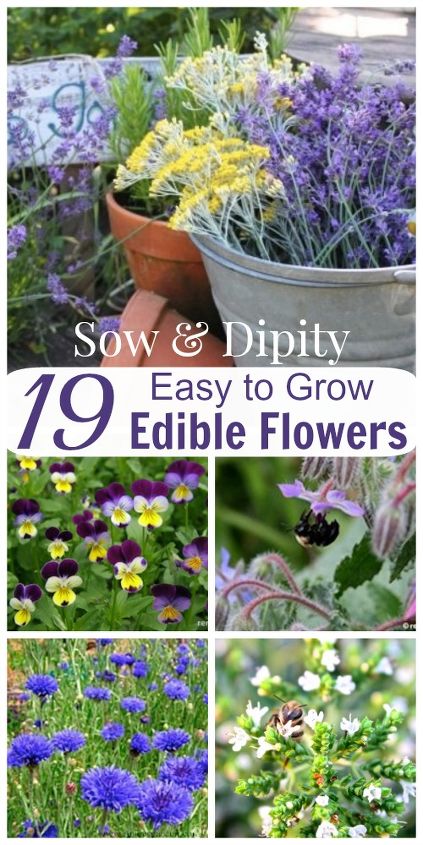 19 edible flowers that are easy to grow, flowers, gardening