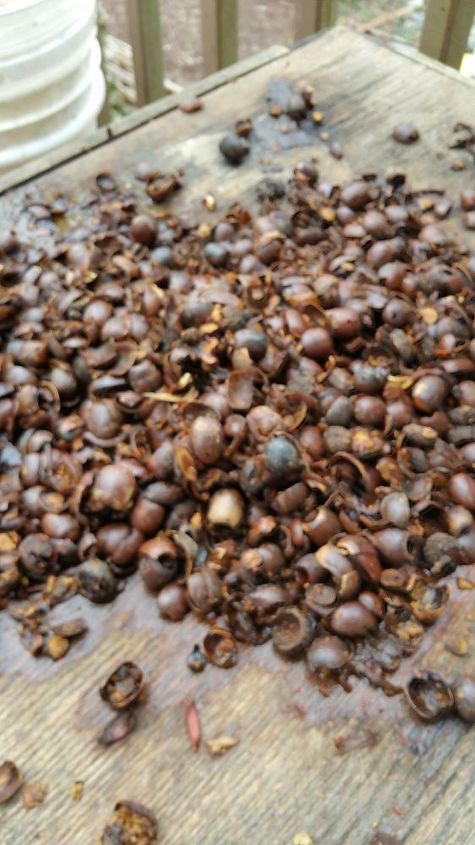 can acorns substitute for rocks, Rotted acorns