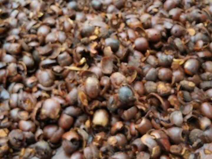 q can acorns substitute for rocks, container gardening, gardening, Rotted acorns