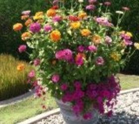 planting two different height zinnias in same pot