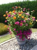 planting two different height zinnias in same pot