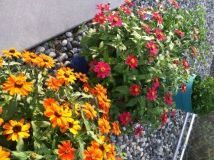 planting two different height zinnias in same pot