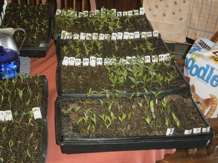 spring seed starting, gardening, homesteading, Using vinyl strips I can record just the number and then info on a spread sheet