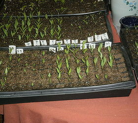 spring seed starting, gardening, homesteading, Different varieties do start latter than others but germination rates are good