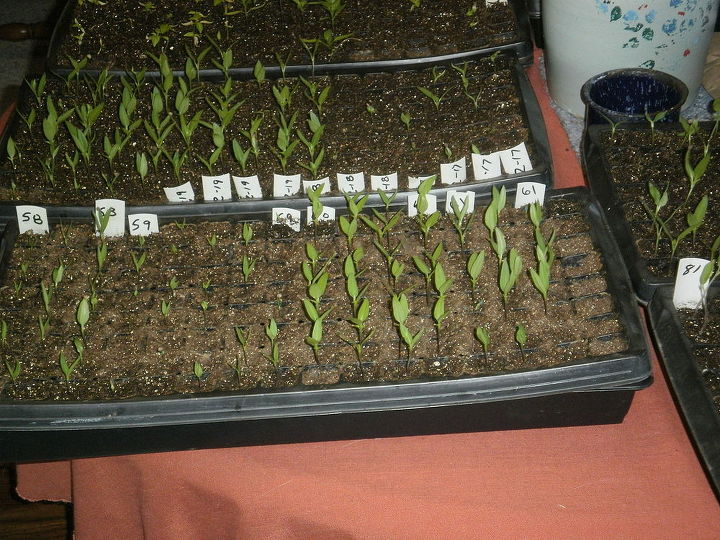 spring seed starting, gardening, homesteading, Different varieties do start latter than others but germination rates are good