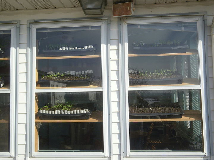 spring seed starting, gardening, homesteading, Six south facing windows allows for 4 trays per window for 24 trays