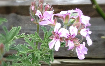 Scented Geraniums: Another Fragrant Beauty