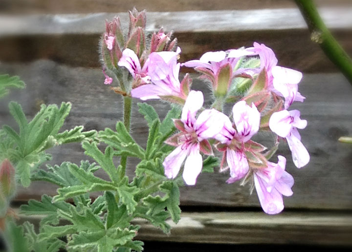 scented geraniums another fragrant beauty, flowers, gardening