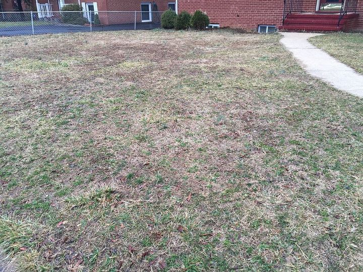 q low maintenance lawn and landscaping, curb appeal, landscape, lawn care, Here s what the lawn looks like after a bad winter