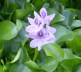 aquatic pond plants in the rochester ny area information advice, gardening, ponds water features, Water Hyacinth work great to remove nutrients