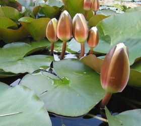 aquatic pond plants in the rochester ny area information advice, gardening, ponds water features, Water Lilies add beauty to any pond