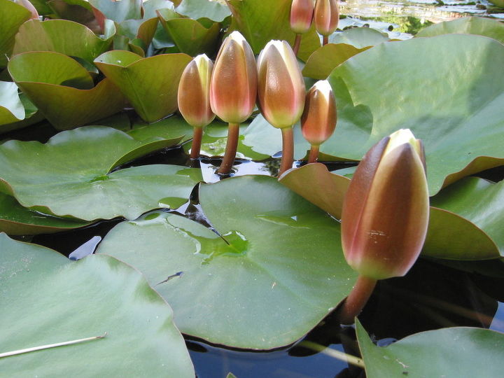 plantas acuticas pond en el rea de rochester ny informacin y consejos, Los nen fares a aden belleza a cualquier estanque