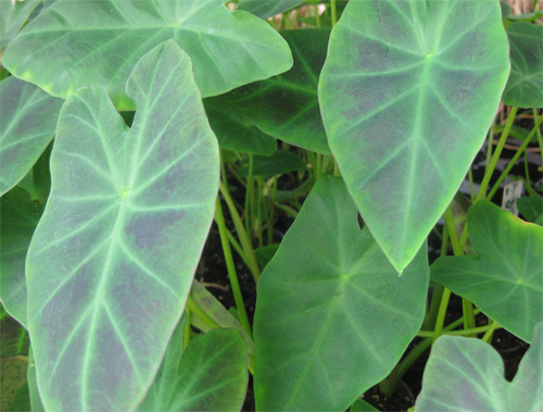 plantas acuticas pond en el rea de rochester ny informacin y consejos, Plantas de estanque Taro