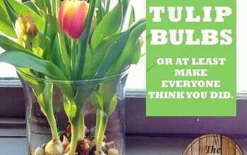 Cómo forzar tulipanes - o al menos hacer que la gente piense que lo has hecho