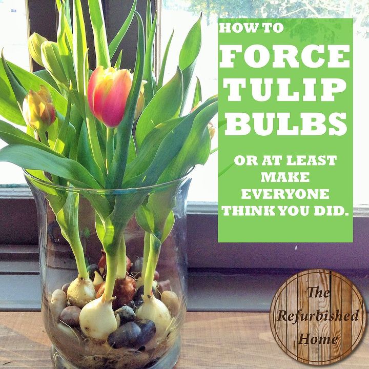 como forar tulipas ou pelo menos fazer as pessoas pensarem que voc fez isso