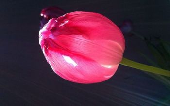  O segredo de cultivar tulipas em um vaso