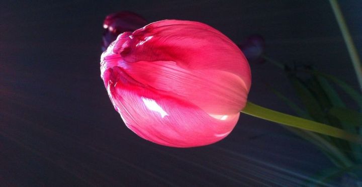 el secreto de cultivar tulipanes en un jarrn