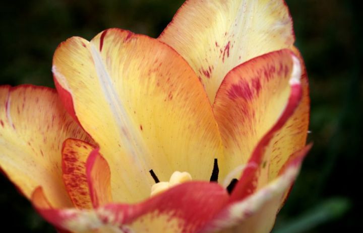 el secreto de cultivar tulipanes en un jarrn