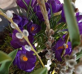 plant a spring blooming birdbath, container gardening, flowers, gardening