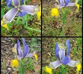 my iris hollandica autumn princess is my first bloom of spring, flowers, gardening