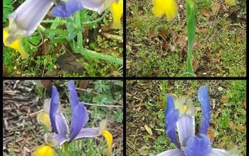 ¡Mi Iris Hollandica Autumn Princess es mi primera floración de la primavera!
