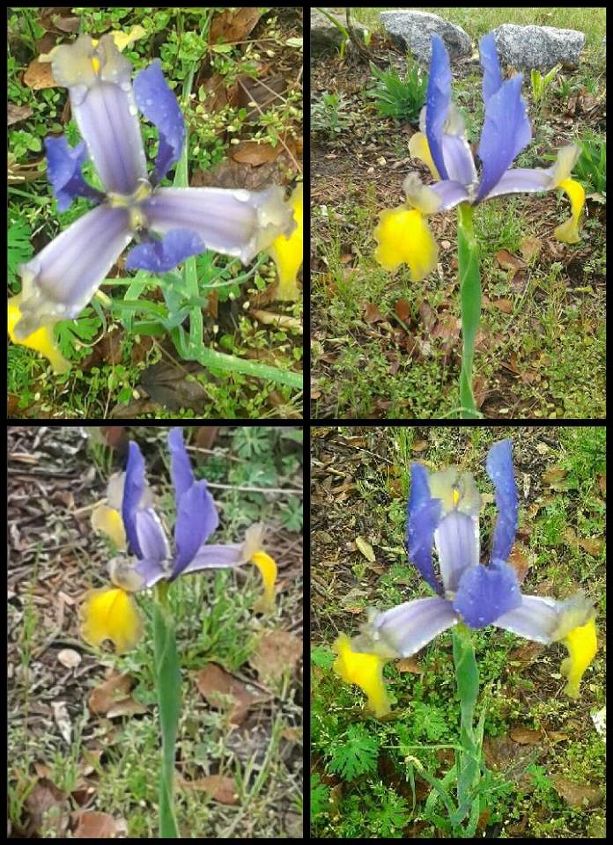 mi iris hollandica autumn princess es mi primera floracin de la primavera