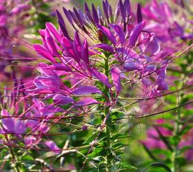 how to grow cleome, flowers, gardening, how to
