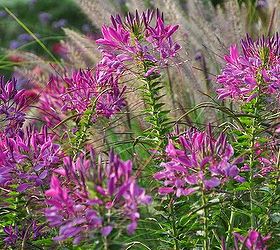 how to grow cleome, flowers, gardening, how to