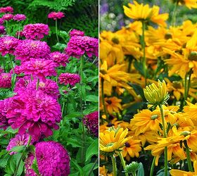 how to grow cleome, flowers, gardening, how to, Zinnas on the left and Rudbeckia on the right