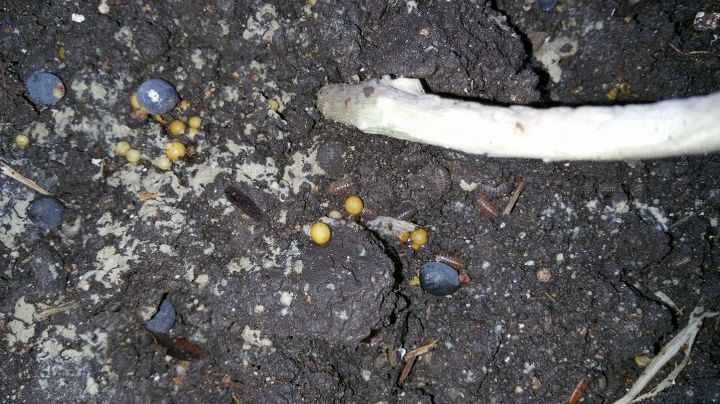 garden help pill bugs killing my new plants, Pill bugs hanging out with my garlic diatomaceous earth