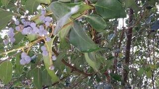 How To Stop Pill Bugs From Killing New Plants Hometalk