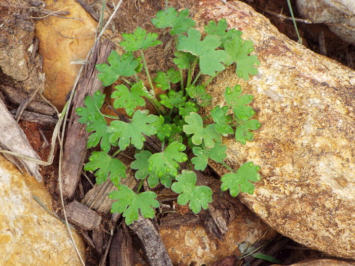 can you identify this plant