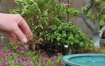 How to Renovate an Existing Miniature Garden