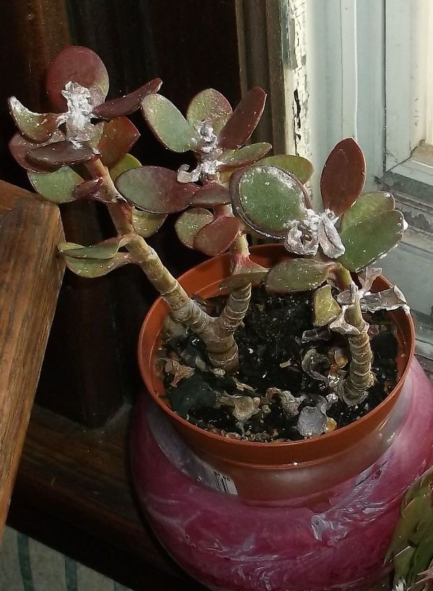 what do i do for a fuzzy jade plant, This is the other one